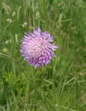 Knautia arvensis. Соцветие. Украина, г. Запорожье, участок луговой степи среди деревьев. 05.06.2020.