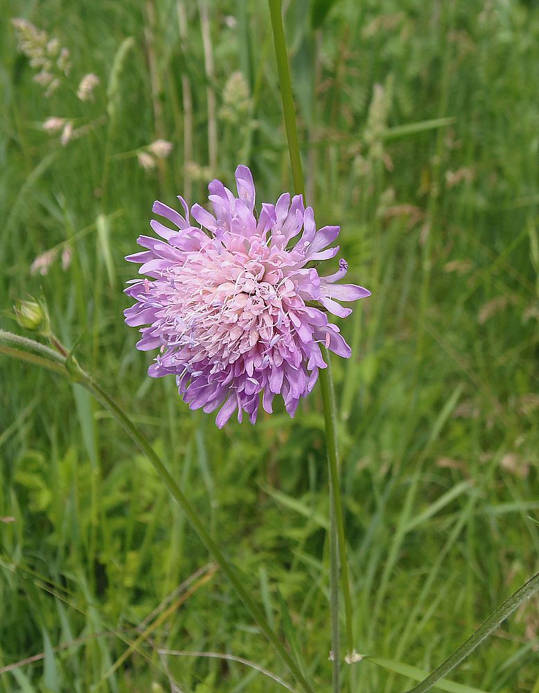 Изображение особи Knautia arvensis.