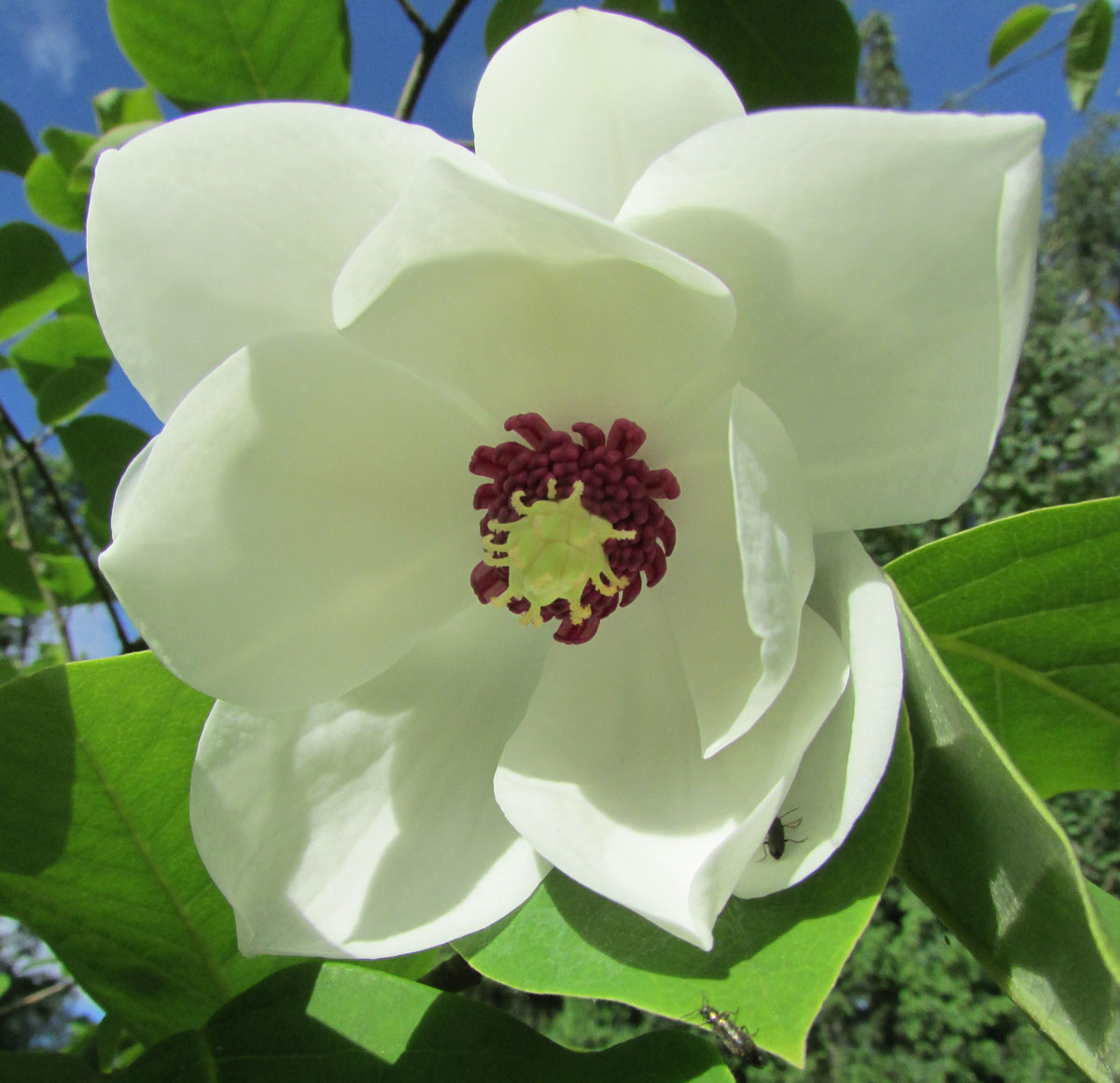 Изображение особи Magnolia sieboldii.