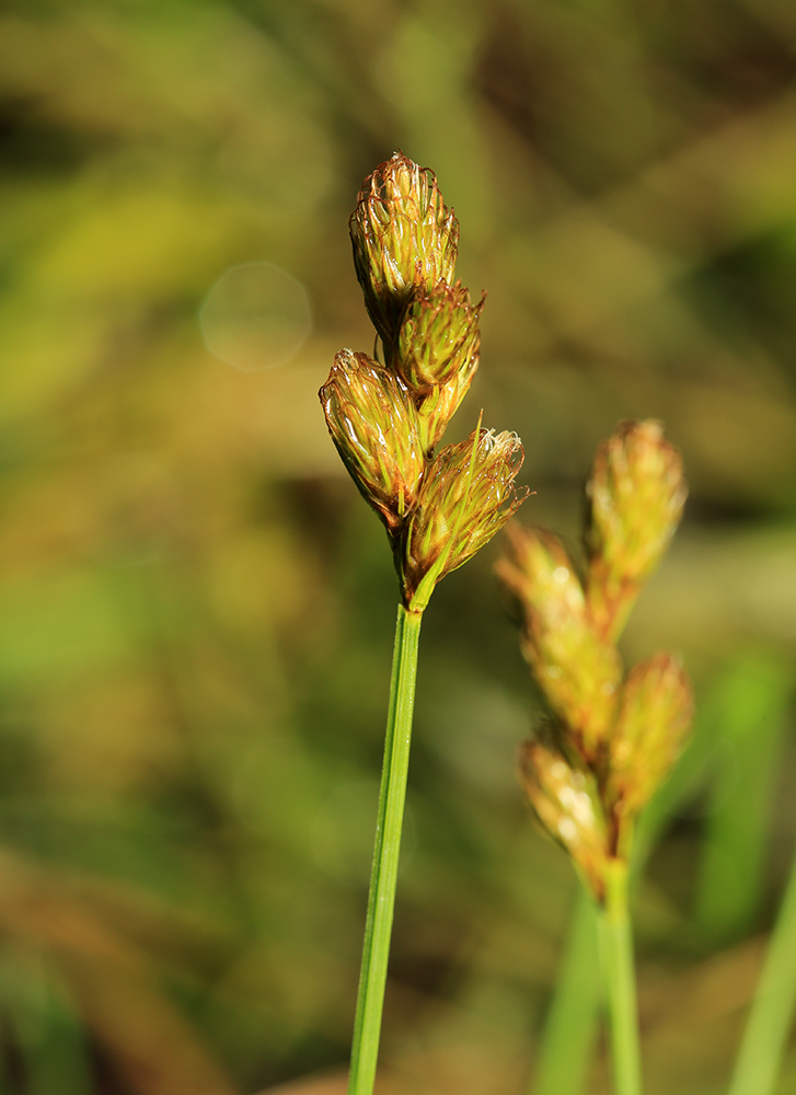 Image of Carex leporina specimen.