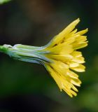 Crepis pulchra