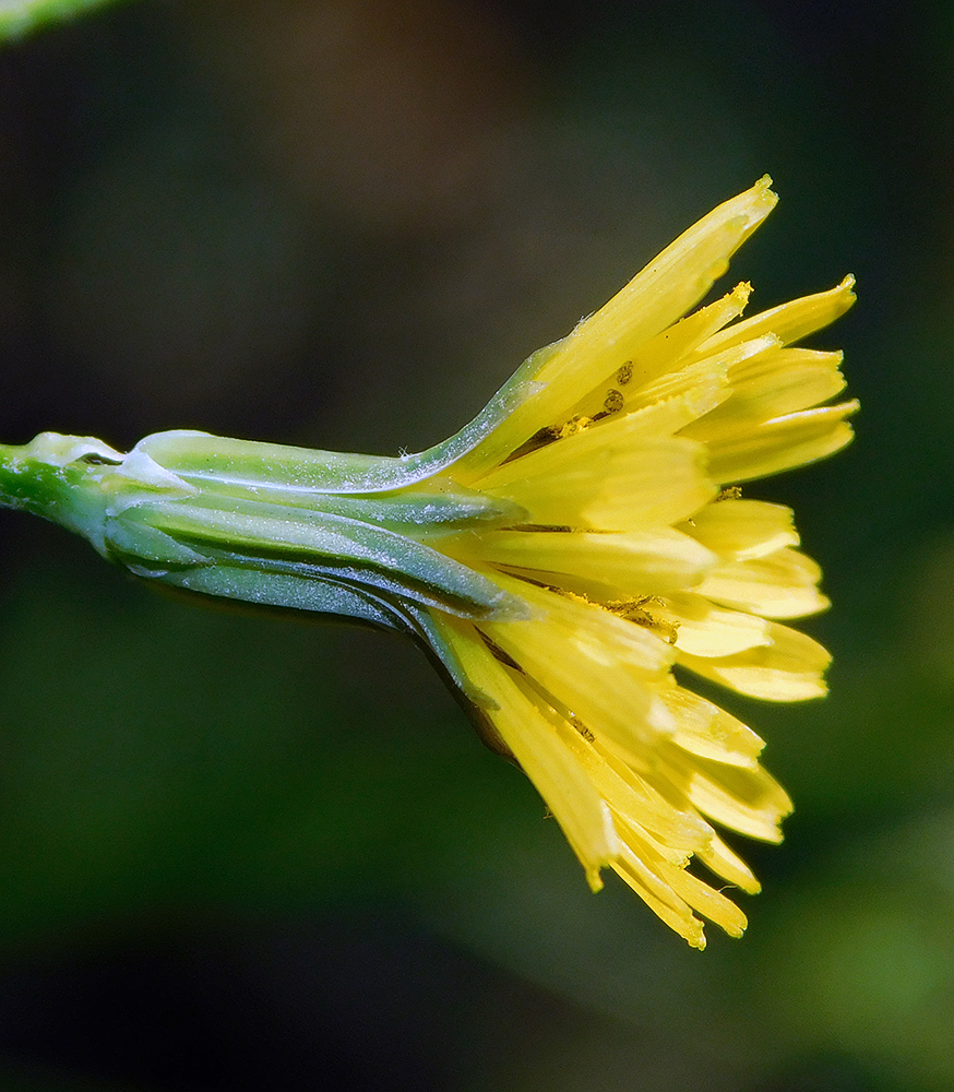 Изображение особи Crepis pulchra.