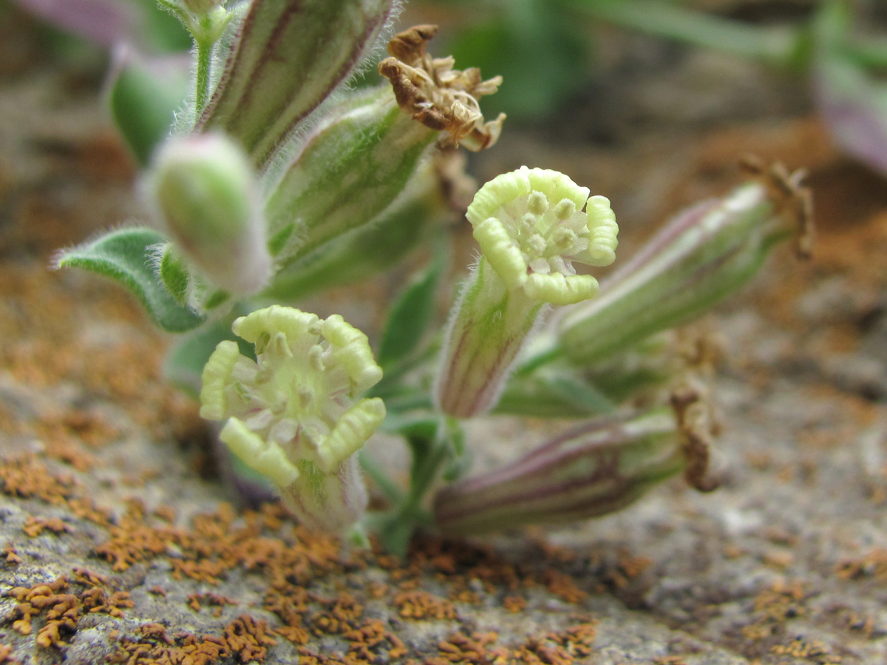 Image of Silene pygmaea specimen.