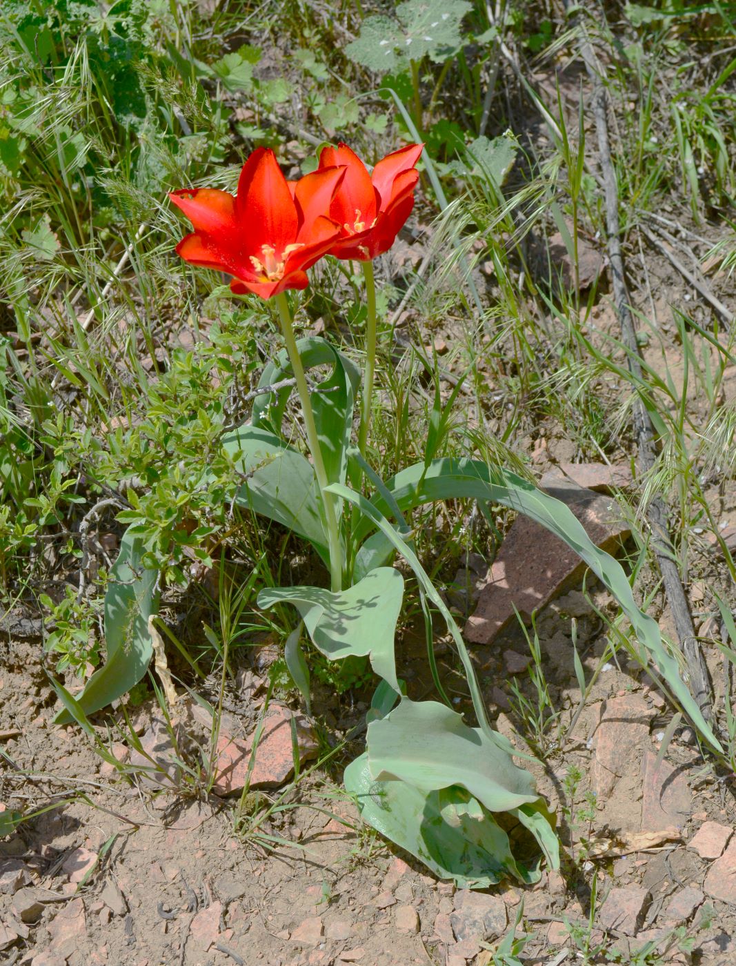 Изображение особи Tulipa vvedenskyi.