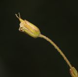 Image of specimen