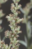 Artemisia vulgaris