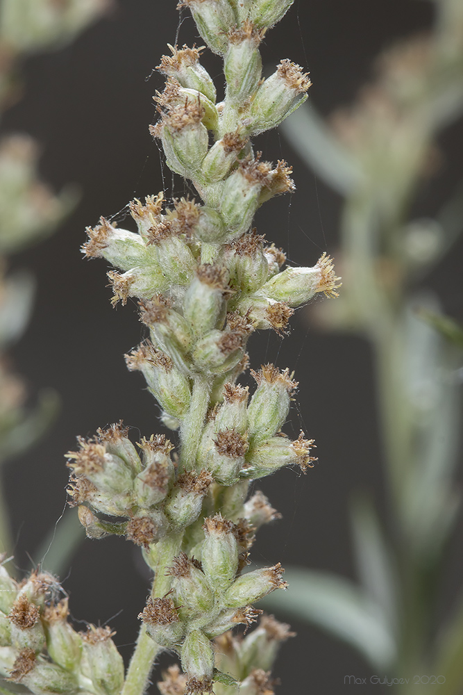 Image of Artemisia vulgaris specimen.