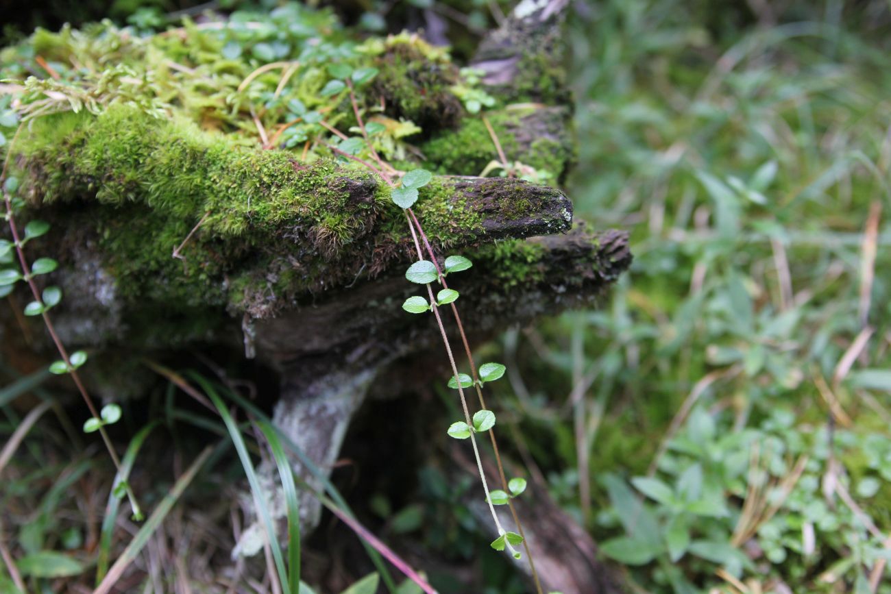 Image of Linnaea borealis specimen.