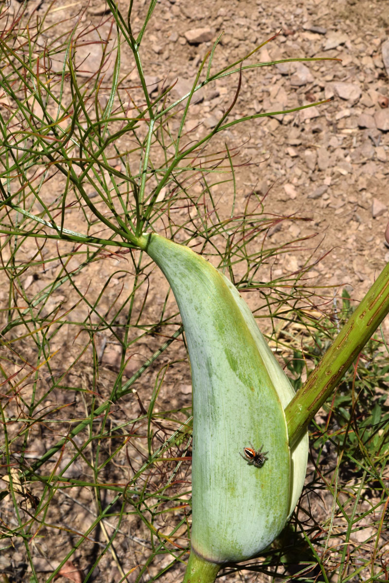 Изображение особи Ferula ugamica.