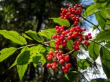 Sambucus racemosa. Верхушка веточки с соплодиями. Тверская обл., Кимрский р-н, окр. дер. Воронцово, возле тропы в смешаном лесу. 25.07.2020.