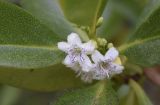 Myoporum laetum