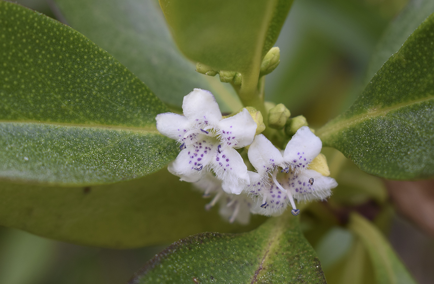 Изображение особи Myoporum laetum.