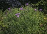 Symphyotrichum novae-angliae