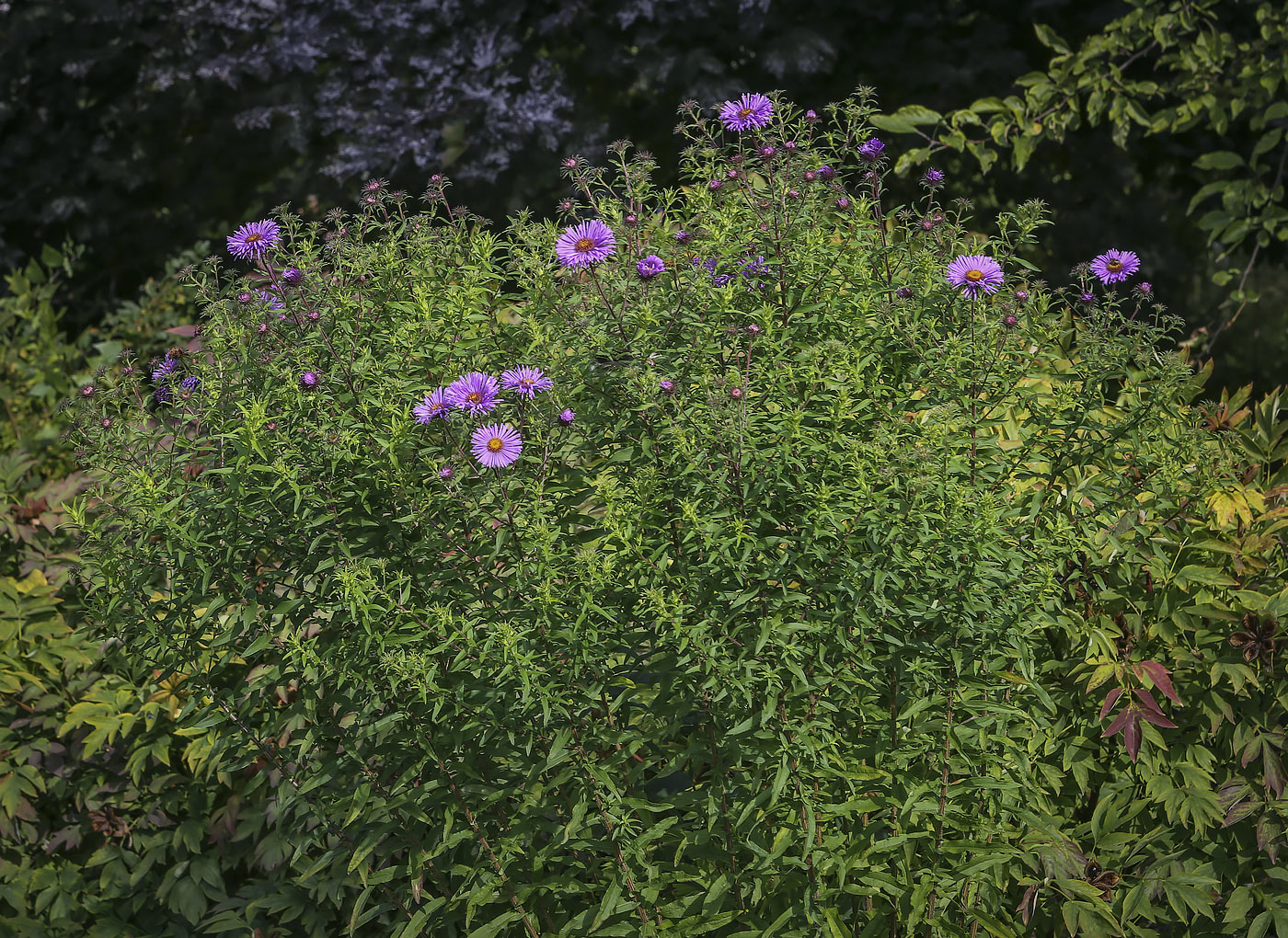 Изображение особи Symphyotrichum novae-angliae.