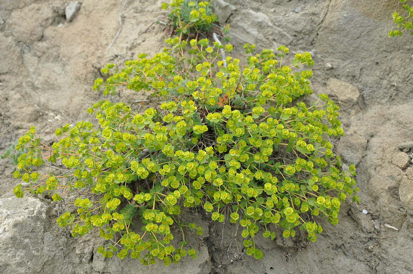 Изображение особи Euphorbia petrophila.