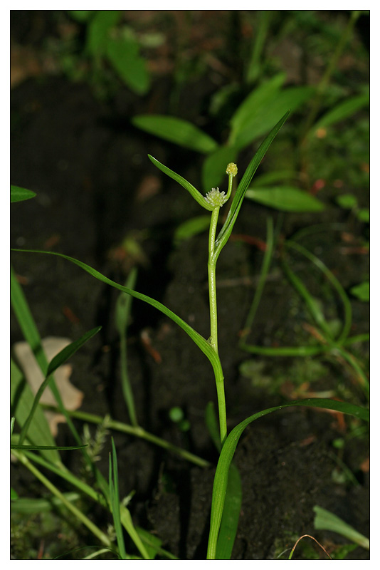 Image of Sparganium natans specimen.