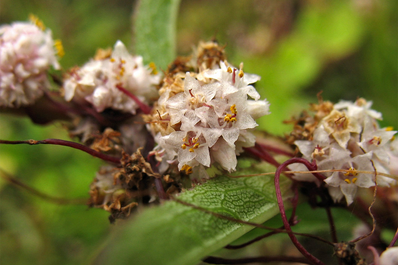 Изображение особи Cuscuta epithymum.