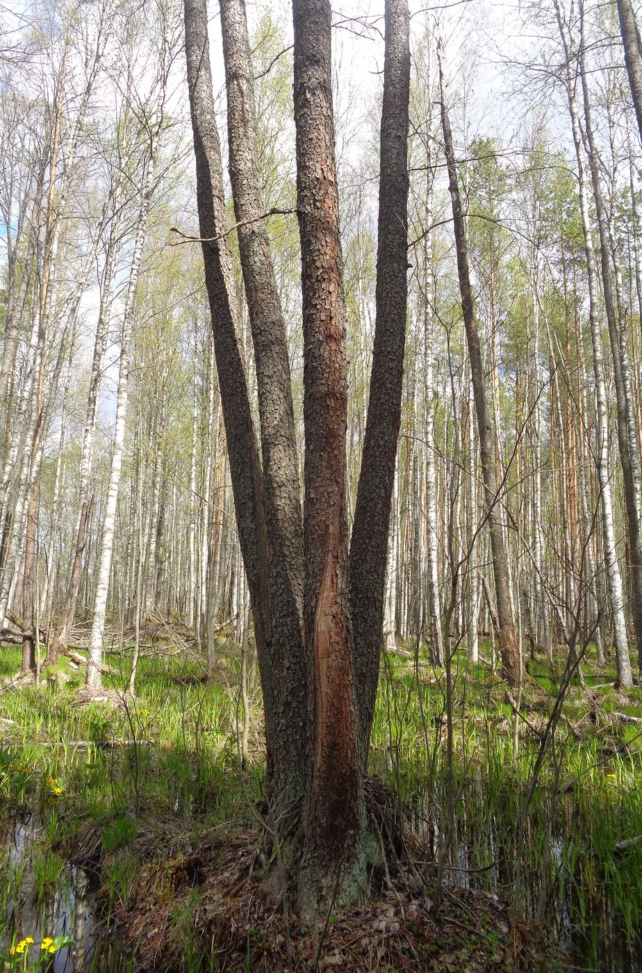 Изображение особи Alnus glutinosa.