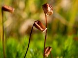 Polytrichum commune