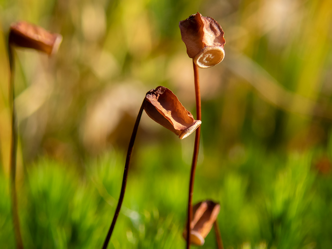 Изображение особи Polytrichum commune.