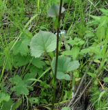 Ligularia sibirica