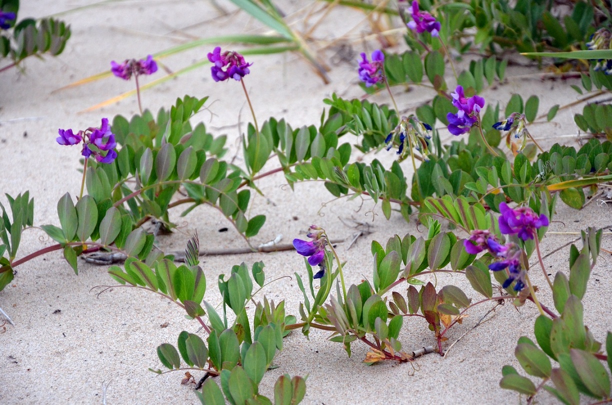 Image of Lathyrus japonicus ssp. pubescens specimen.