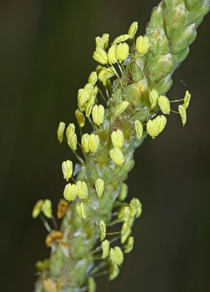 Изображение особи Plantago salsa.