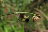 Luzula sylvatica