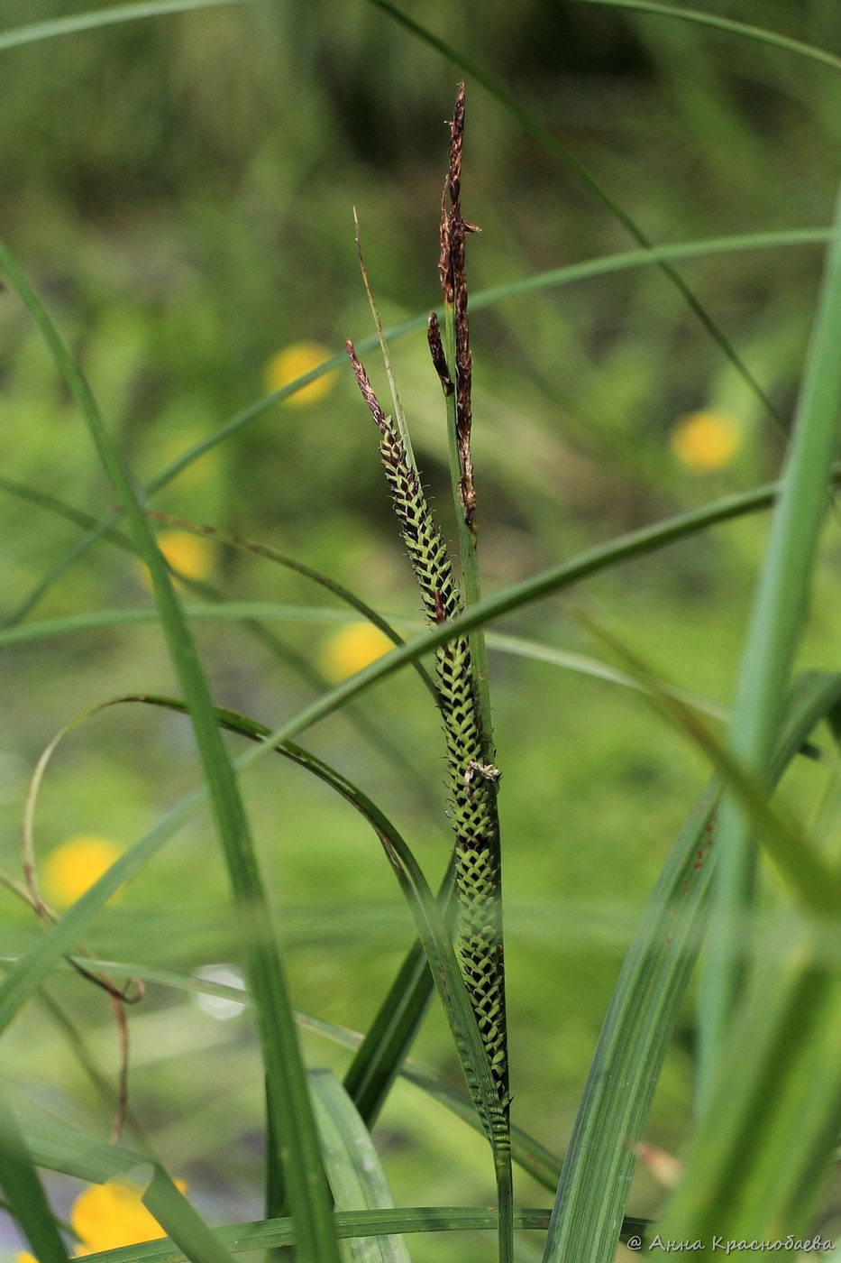Image of Carex acuta specimen.