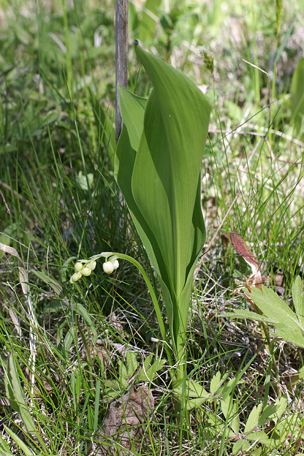 Image of Convallaria majalis specimen.