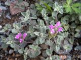 Scutellaria grandiflora