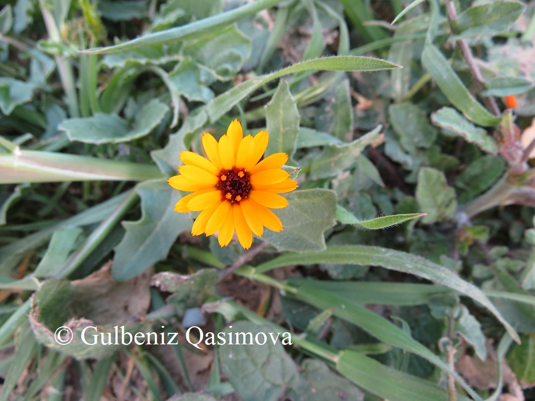 Image of Calendula persica specimen.