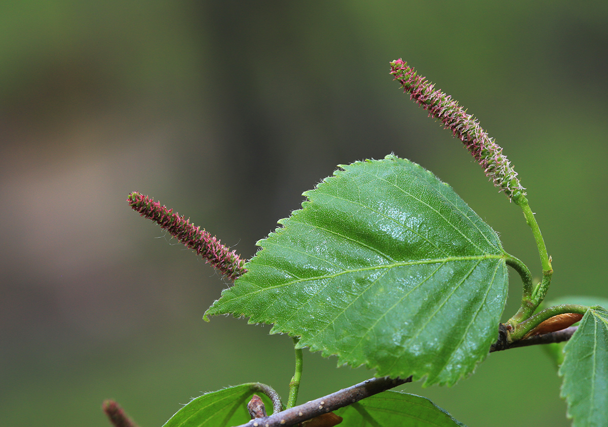 Изображение особи Betula platyphylla.