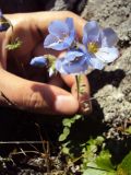 Image of taxon representative. Author is Борис Большаков
