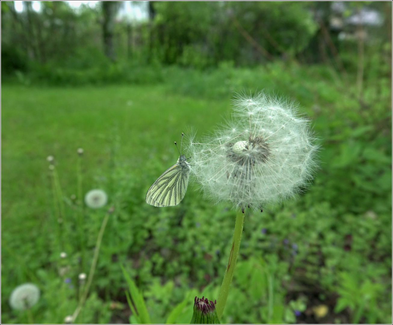 Изображение особи Taraxacum officinale.