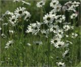 Leucanthemum ircutianum