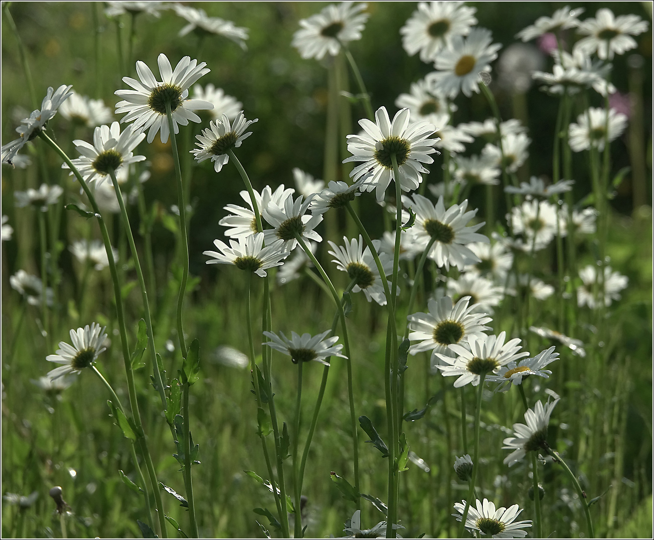 Image of Leucanthemum ircutianum specimen.