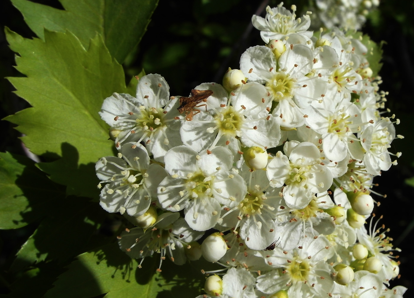 Image of Crataegus korolkowii specimen.