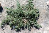 Suaeda crassifolia