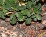 Hibbertia cuneiformis