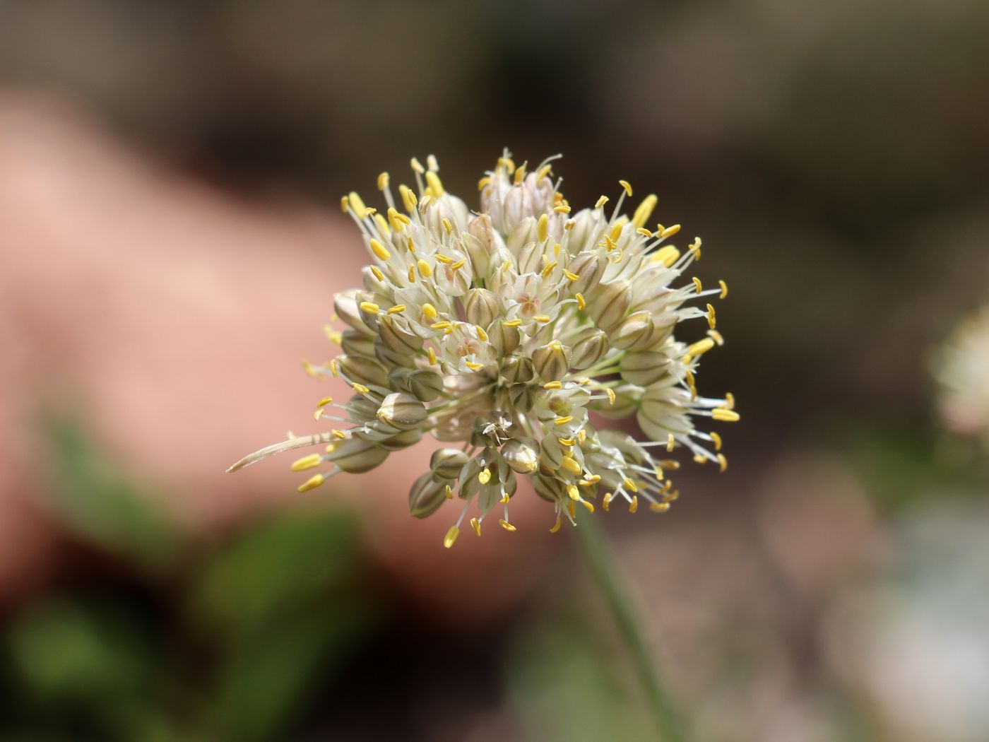 Image of Allium marmoratum specimen.