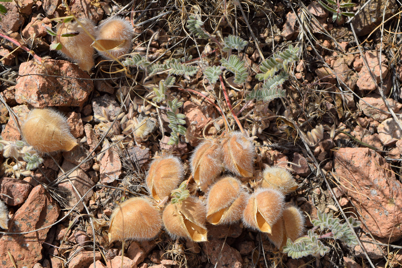 Image of Oxytropis fedtschenkoana specimen.