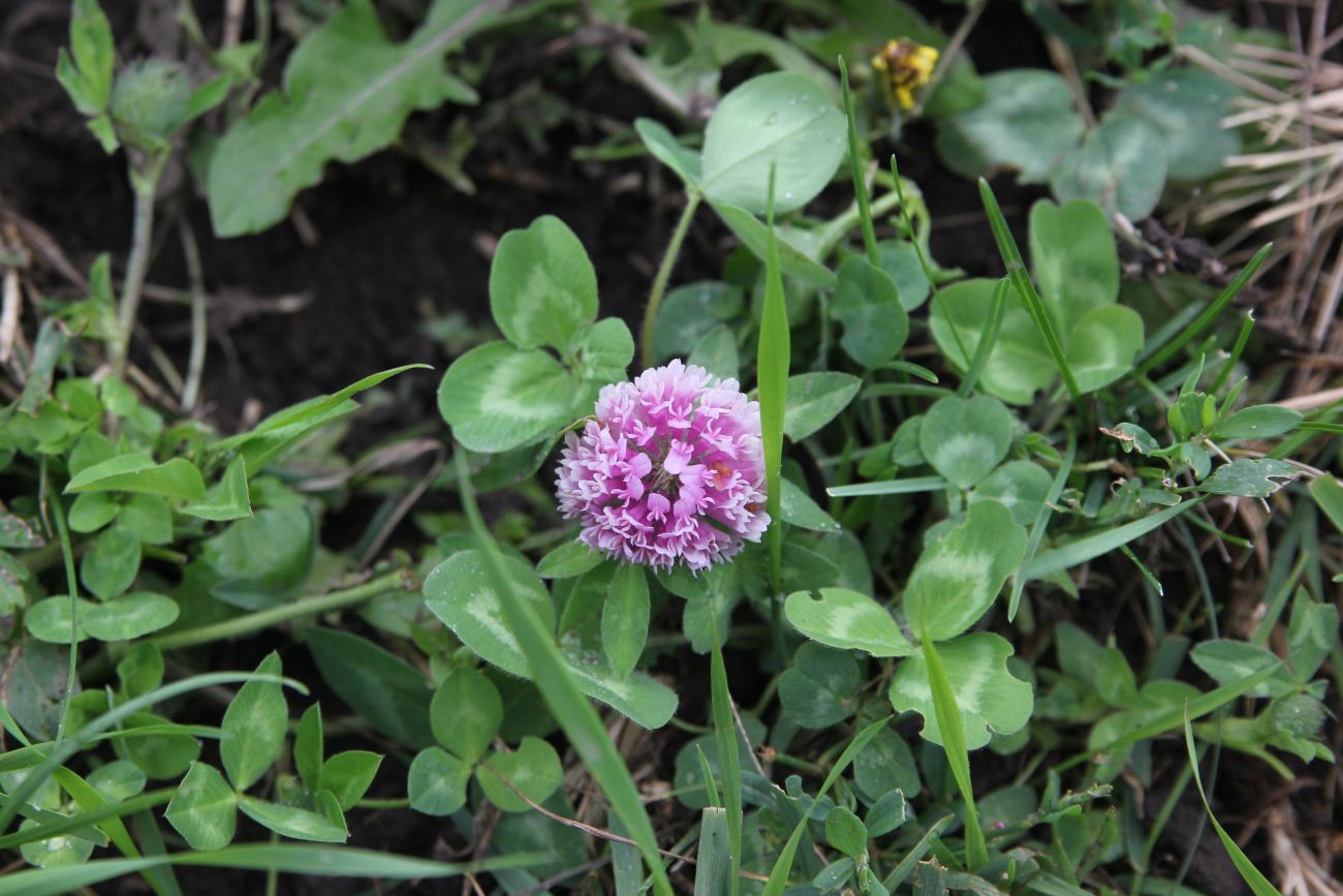 Изображение особи Trifolium pratense.