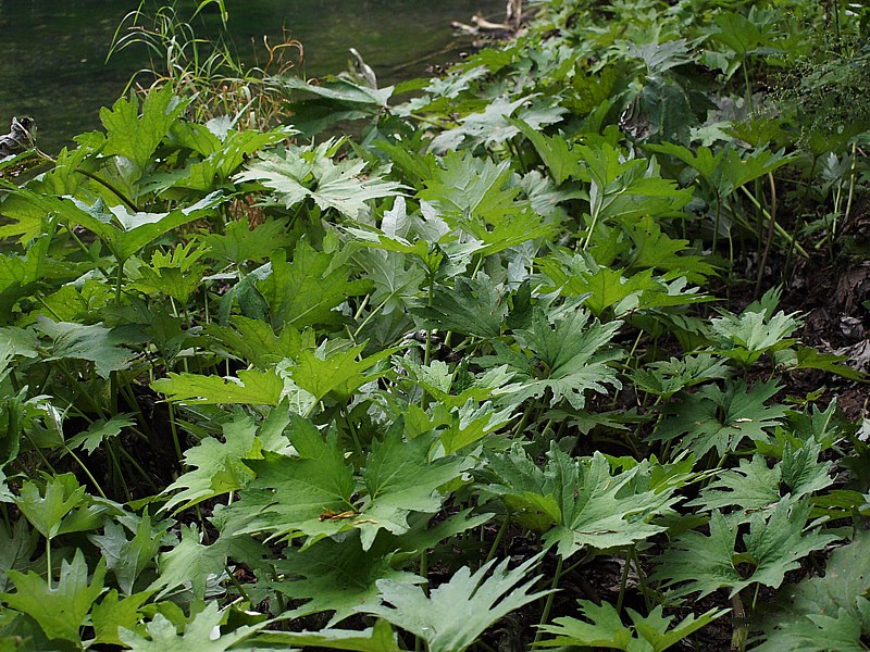 Image of Petasites tatewakianus specimen.