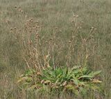 Chartolepis intermedia