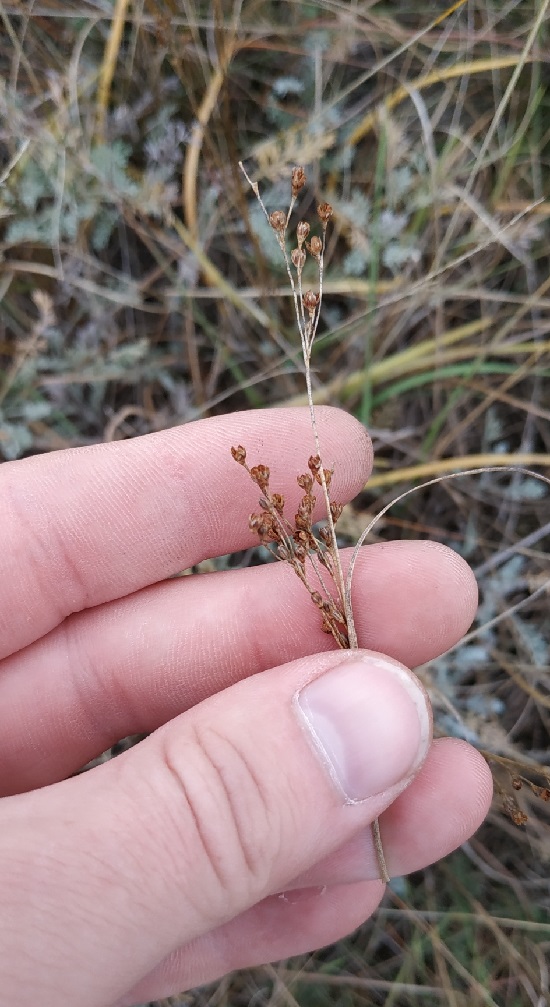 Image of Juncus gerardi specimen.