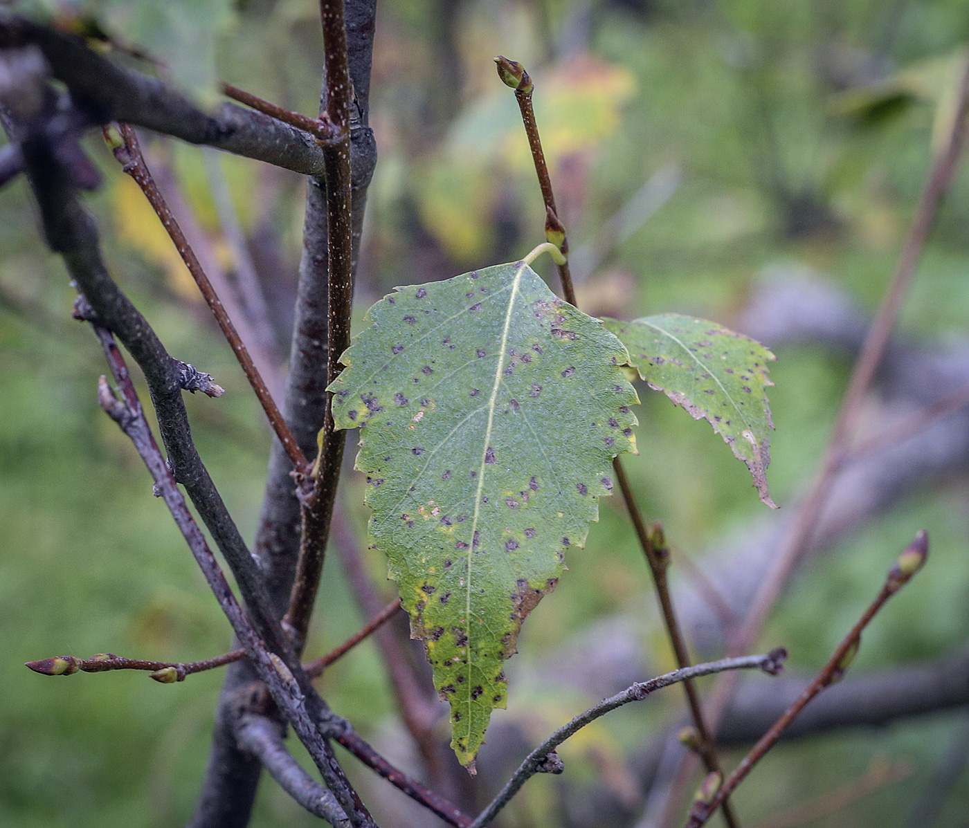 Image of Betula pubescens specimen.