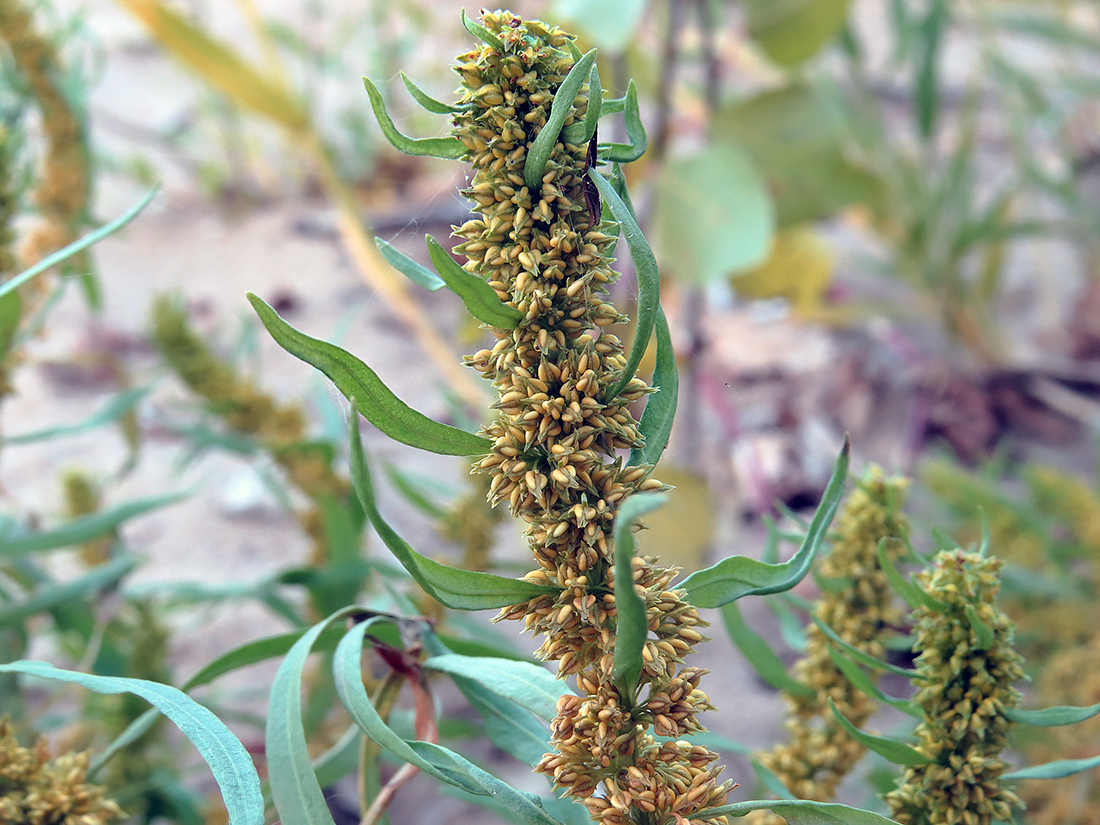 Image of Rumex maritimus specimen.