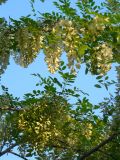 Robinia pseudoacacia