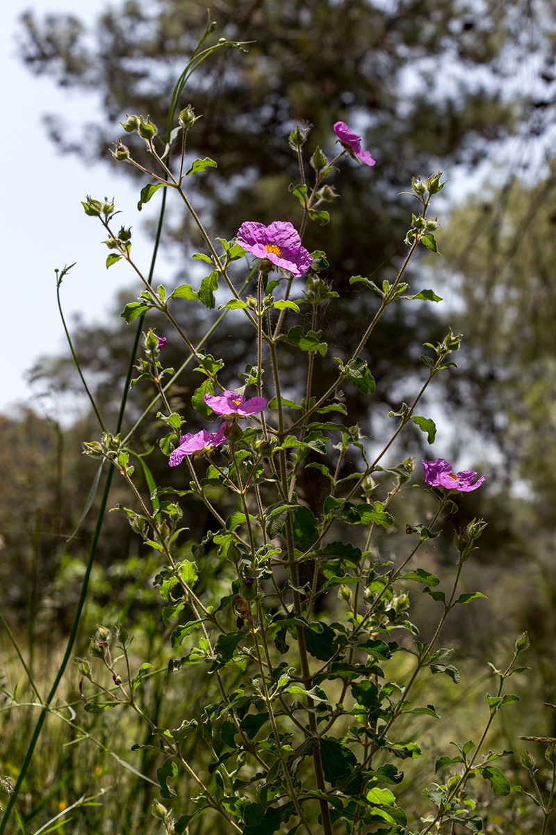 Image of Cistus creticus specimen.